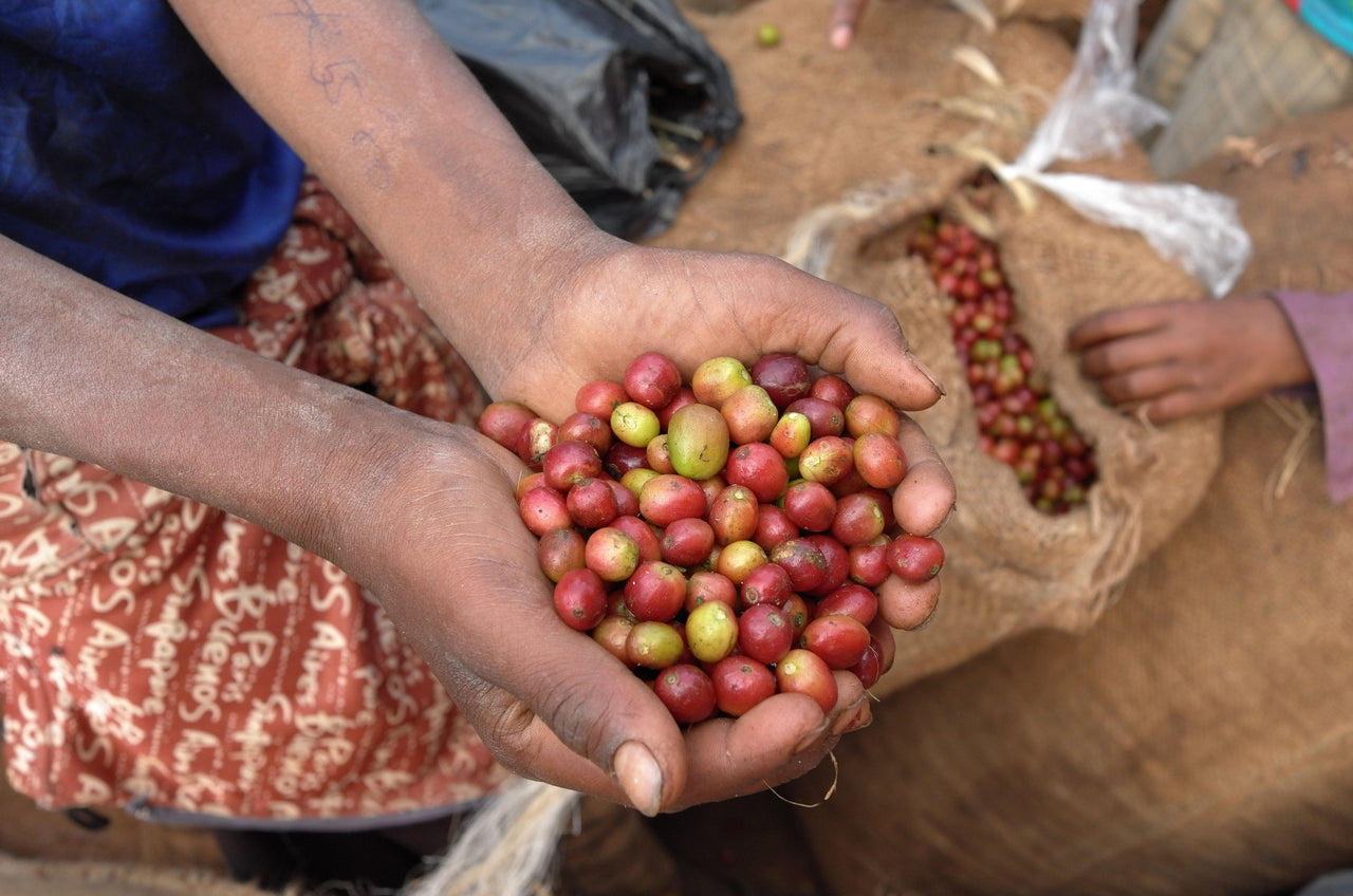 Redhawk Coffee Roasters Ethiopia Nano Challa coffee Cherries.