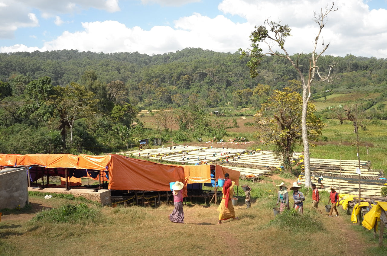 Redhawk Coffee Roasters Coffee farm in Ethiopia, nano challa.